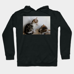 I Know Where She Hides The Catnip! Hoodie